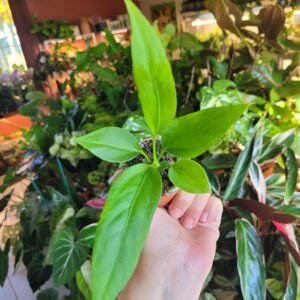 Anthurium Vittarifolium