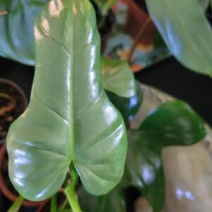 Philodendron Hastatum