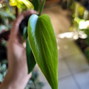 Monstera Burle Max Flame
