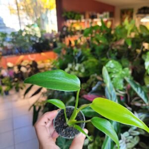 Monstera Burle Max Flame