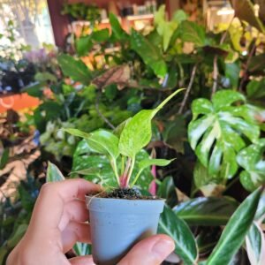 Anthurium Renaissance Variegata