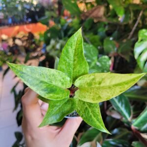 Anthurium Renaissance Variegata