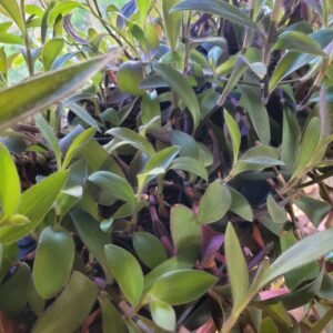Tradescantia Pourpre