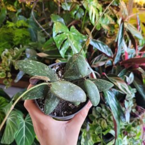 Hoya Sigitalis Round Leaf