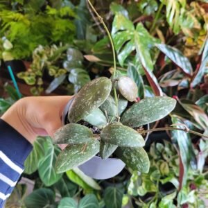 Hoya Sigitalis Round Leaf