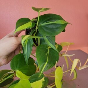 Philodendron Brasil