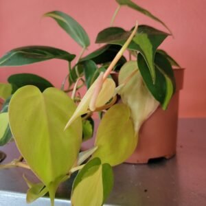 Philodendron Brasil