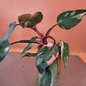 Philodendron Pink Princess
