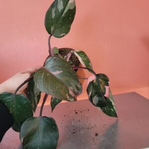 Philodendron Pink Princess