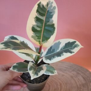 Ficus Tineke