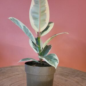 Ficus Tineke