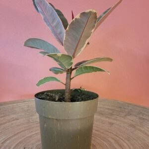 Ficus Belize