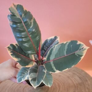 Ficus Belize