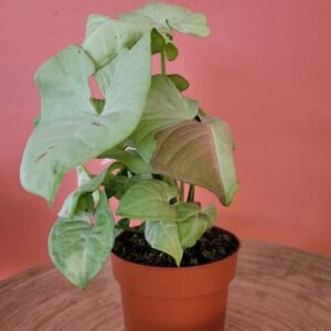 Syngonium Milk Confetti