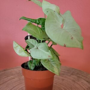 Syngonium Milk Confetti