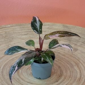 Philodendron Marble Princess