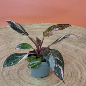 Philodendron Marble Princess