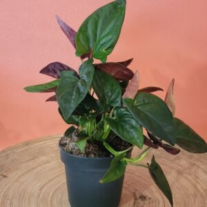 Syngonium Red Arrow