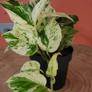 Epipremnum Snow Leopard