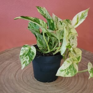 Epipremnum Snow Leopard