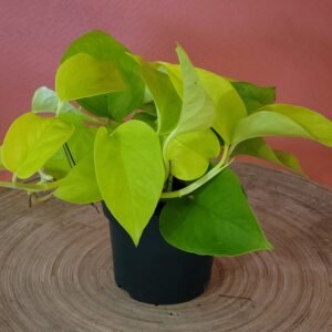 Epipremnum Néon