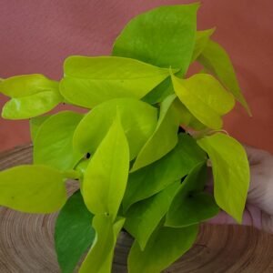 Epipremnum Néon