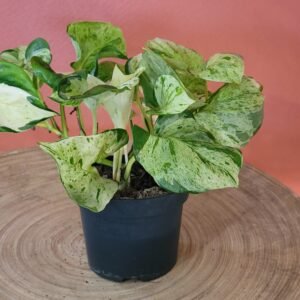 Epipremnum ‘Happy Leaf’