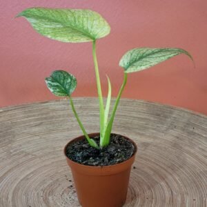 Monstera Del. Mint