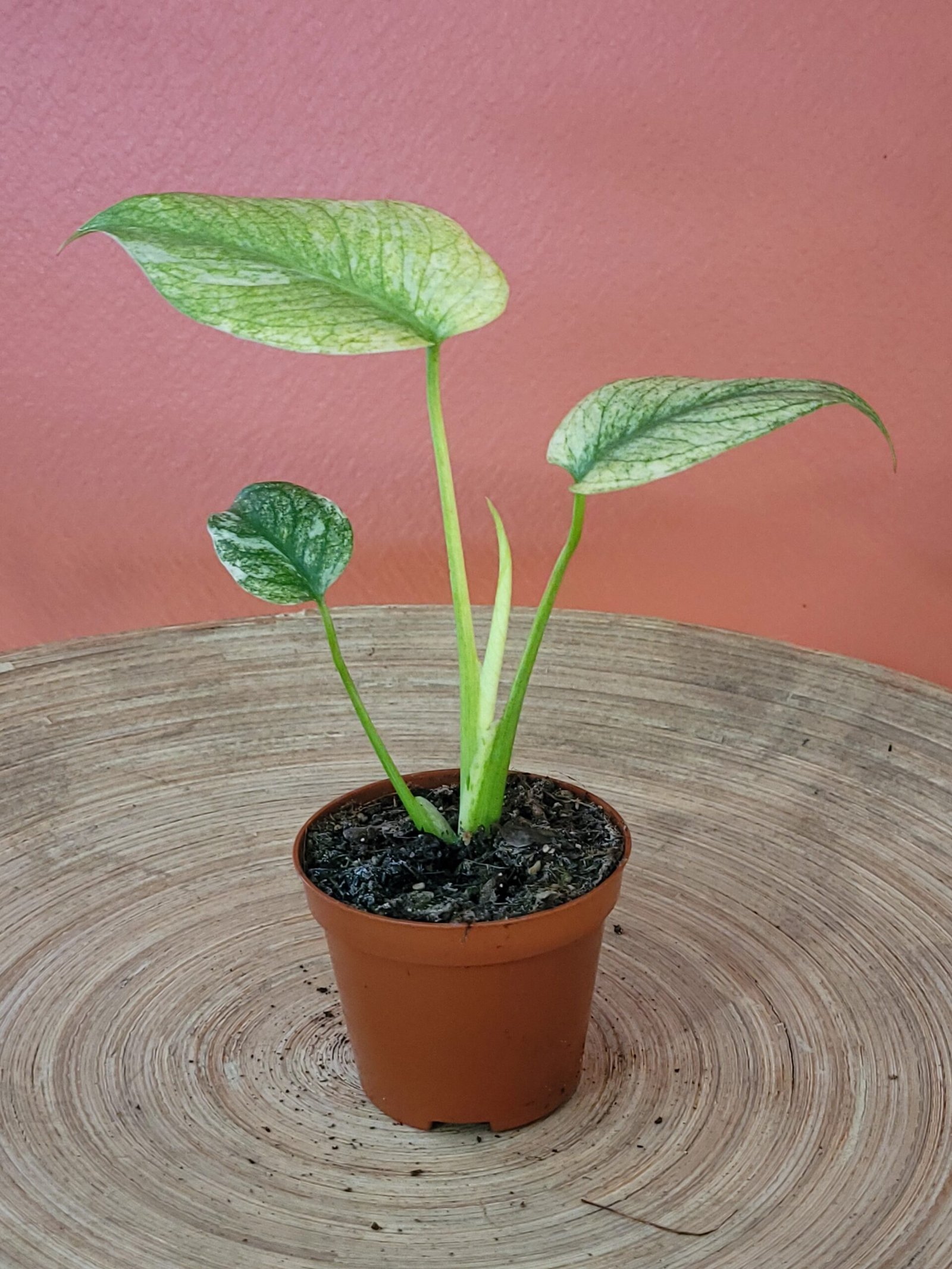 Monstera Del. Mint – Image 2