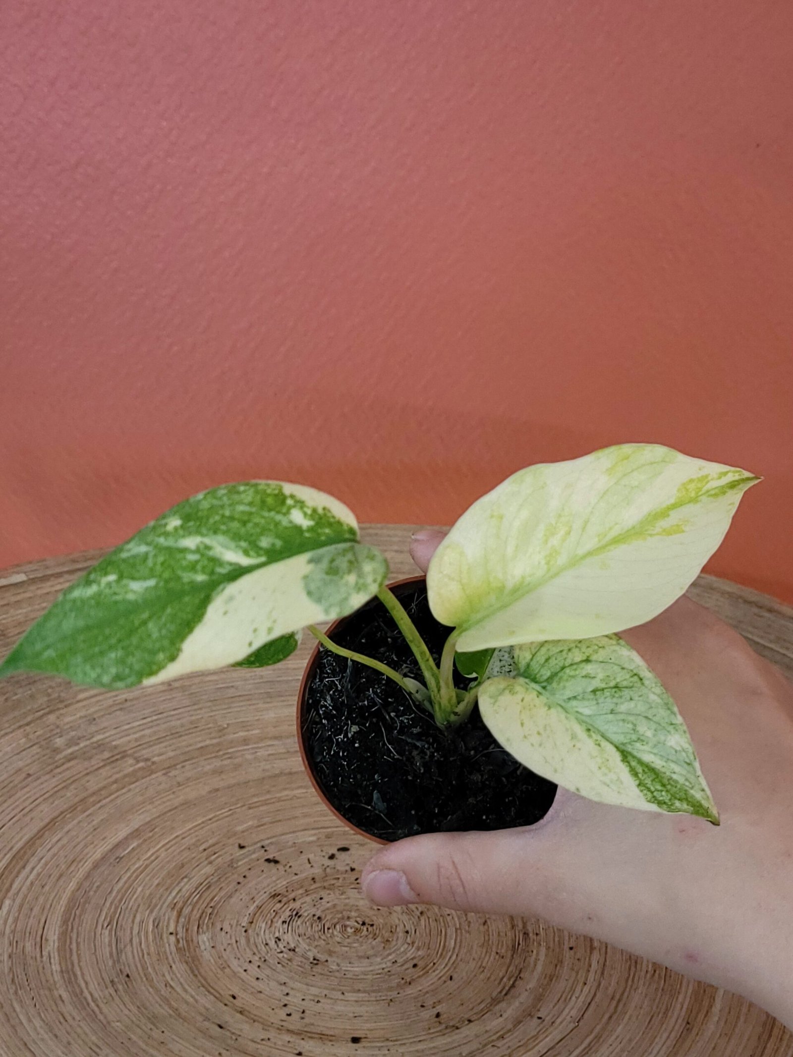 Monstera Del. Mint – Image 3