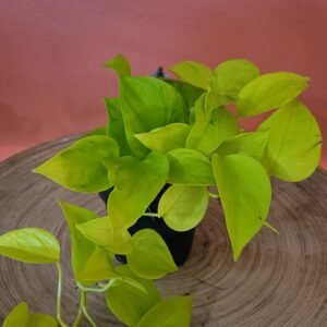 Epipremnum Champs Elysées