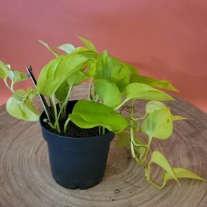 Epipremnum Champs Elysées