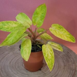 Philodendron Painted Lady