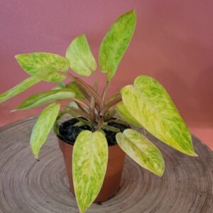 Philodendron Painted Lady