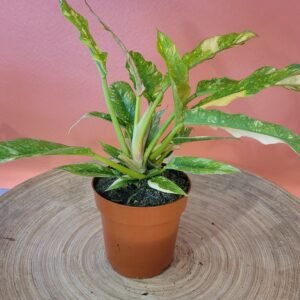 Philodendron Ring of Fire