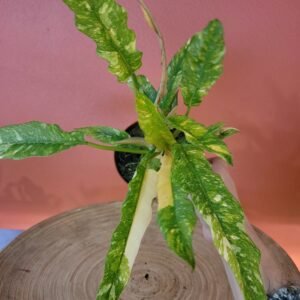 Philodendron Ring of Fire