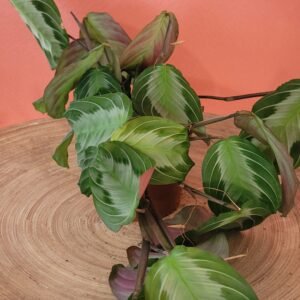 Maranta Silver Band