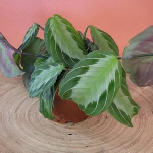 Maranta Silver Band