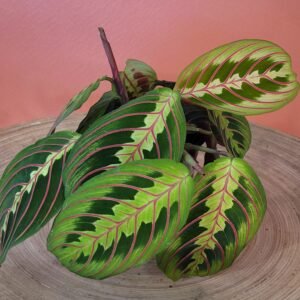 Maranta Fascinator
