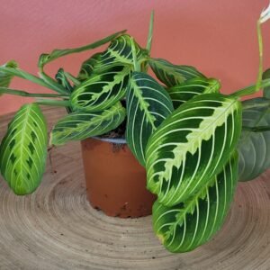 Maranta Lemon Lime
