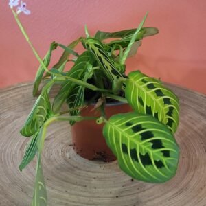 Maranta Lemon Lime