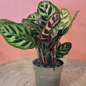 Calathea Makoyana