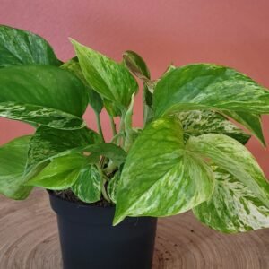 Epipremnum ‘Marble Queen’