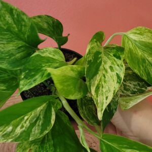 Epipremnum ‘Marble Queen’