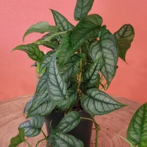 Monstera Siltepecana