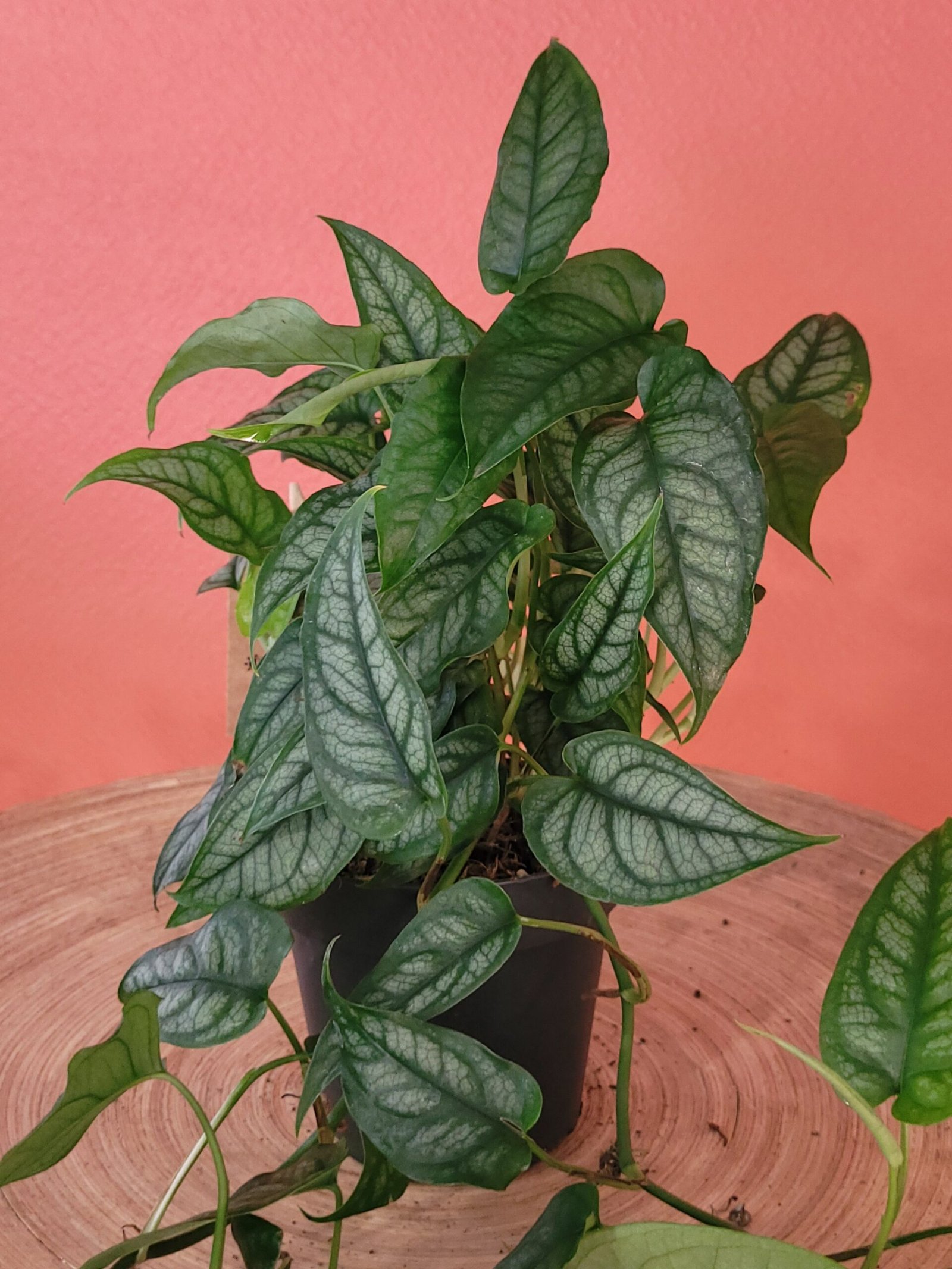 Monstera Siltepecana