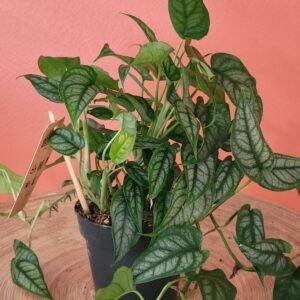 Monstera Siltepecana