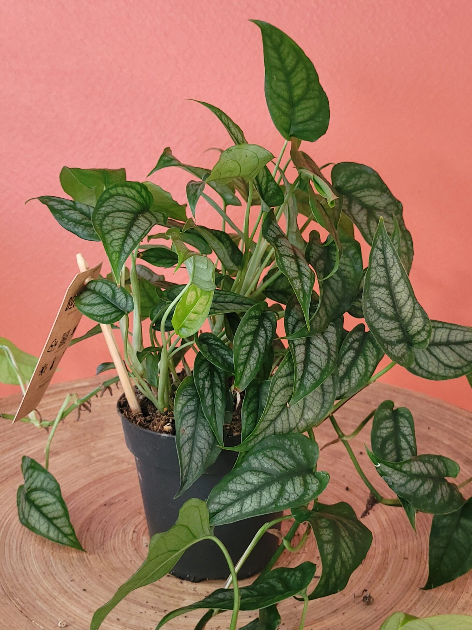 Monstera Siltepecana – Image 2