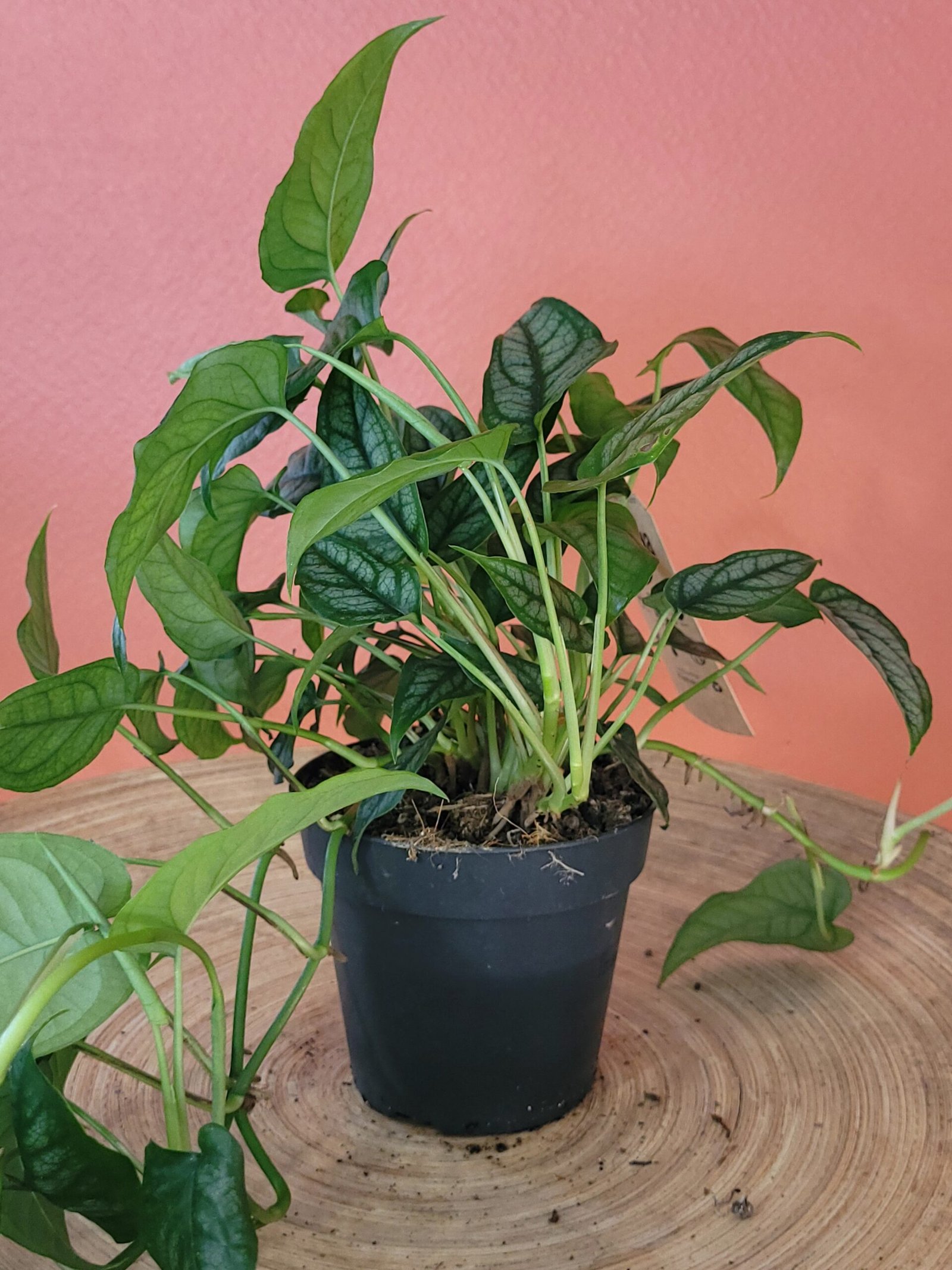 Monstera Siltepecana – Image 3
