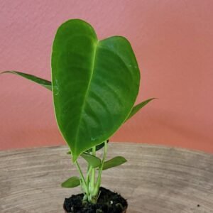 Anthurium Veitchii